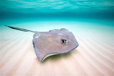 Stingray - Ask Dan Is It Safe To Dive With Stingrays And Sea Urchins Sport Diver ...