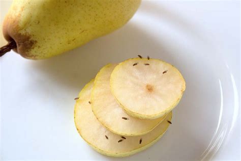 How to Control Fruit Flies in the Garden and Indoors | Gardener’s Path