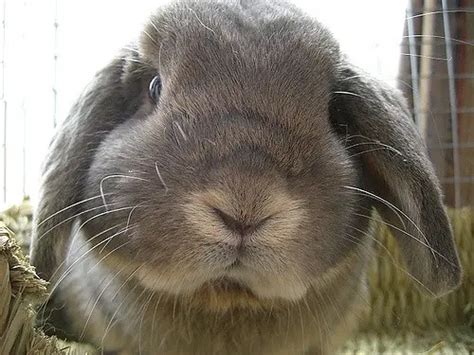 Rabbit Snuffles: Causes, Prevention, and Cure | Here Bunny