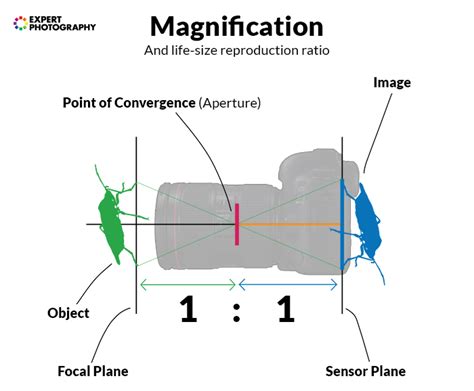 What Is a Macro Lens? (Full Macro Photography Lens Guide!)