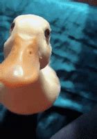 Duck GIFs - Find & Share on GIPHY