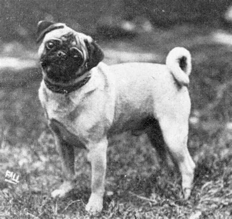 This is What a Pug Skull Looks Like - Boogie the Pug