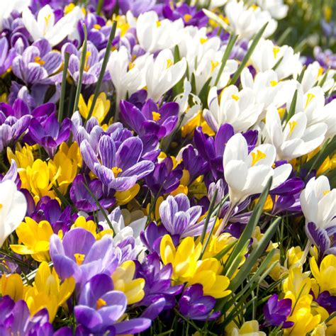 Crocus Mix Bulbs | Green Thumb Yard Care, LLC