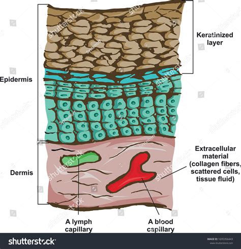 Epidermis Stratified Keratinized Epithelium Stock Vector (Royalty Free ...