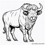 Bison Coloring Pages  Free & Printable sketch template