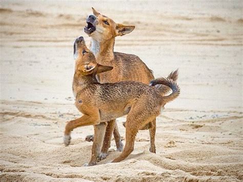 Fraser Island's Wildlife + Bonus Wacky Names | Discover Queensland ...