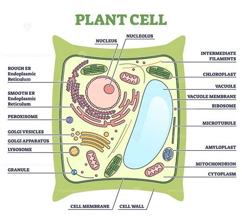 Simple Plant Cell Diagram