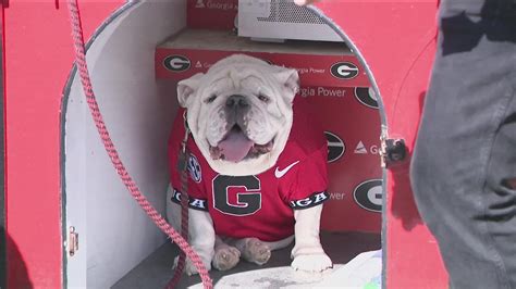 What to know about Uga | UGA's mascot | 11alive.com