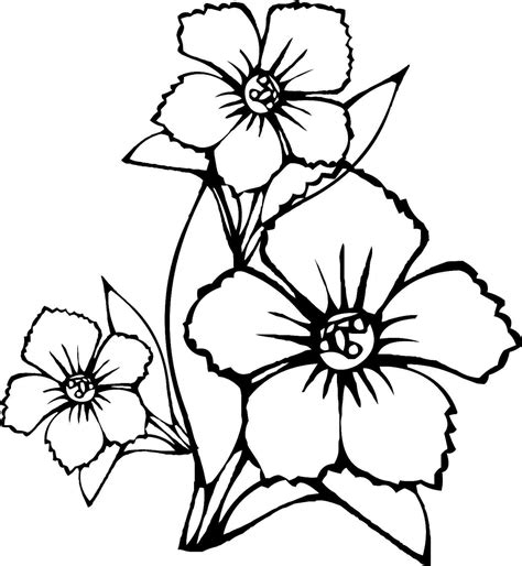 Free Flowers Drawing Pages, Download Free Flowers Drawing Pages png ...