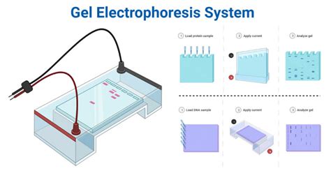 Gel Electrophoresis System- Apparatus, Parts, Types, Examples