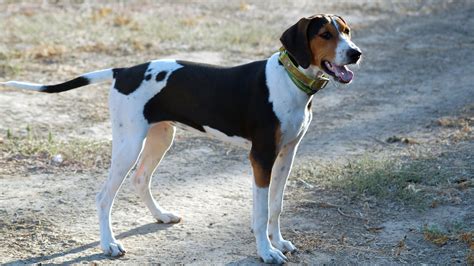 Can Coonhounds Live With Cats