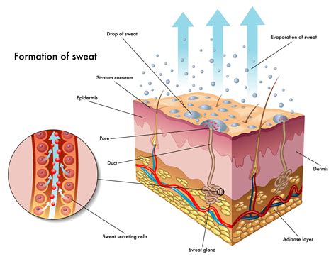 Toxins Are Everywhere: Learn How an Infrared Sauna Can Help You Detox - JNH Lifestyles Australia