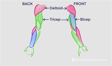Arm Muscle Anatomy Drawing