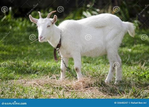 Animal Farm - Goat Stock Photography | CartoonDealer.com #32639258