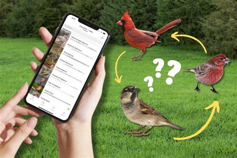 Merlin Bird ID App Identifies Birds Just by Their Sound