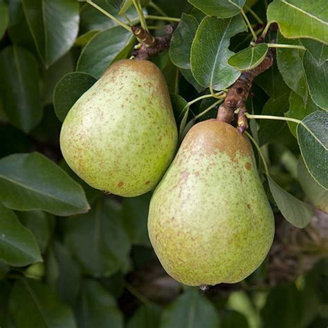 Pear - Pyrus communis 'Williams' Bon Chretien'