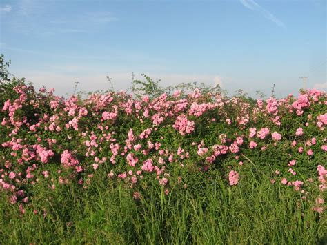 20 Prairie Wild Rose Seeds Pink Rose Arkansas Rose Climbing - Etsy