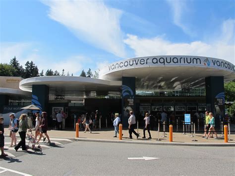 Vancouver Aquarium: Beluga whale Kavna dies, African penguins arrive at Penguin Point