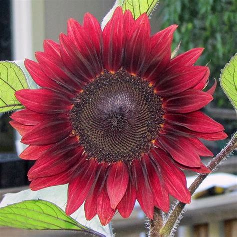 Sunflower Seeds: Flower Seed | Annual Flowers