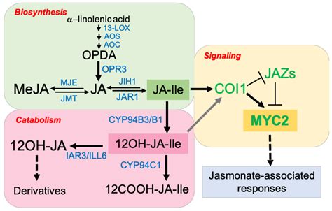 IJMS | Free Full-Text | Jasmonates and Plant Salt Stress: Molecular Players, Physiological ...