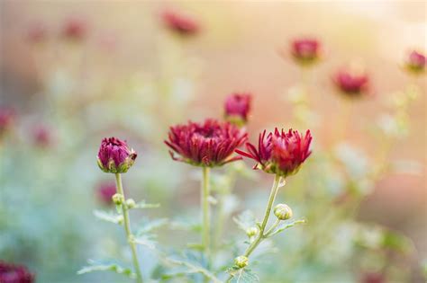 Chrysanthemum 1080P, 2K, 4K, 5K HD wallpapers free download | Wallpaper ...