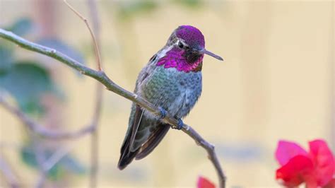 Transcending Boundaries: Symbolism For Hummingbird - The Worlds Rarest Birds