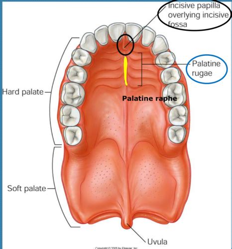 Anatomy Of The Hard Palate - Anatomy Book