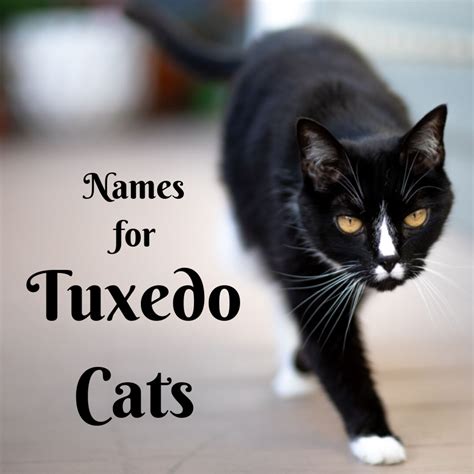 Creative Tuxedo Cat Names (Female and Male) | PetHelpful