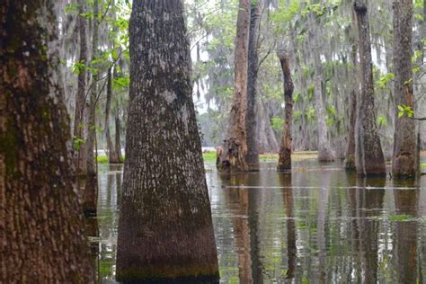 The Best Louisiana Swamp Tour | Best Bits Worldwide