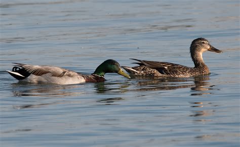 Wetland birds on Behance