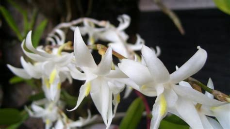 Anggrek Murah di Ruteng