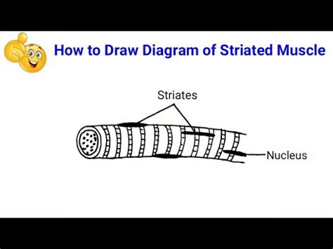 Draw A Neat Labelled Diagram Of Striated Muscle Labeled Diagram The ...