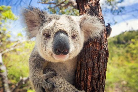 Vivir en Australia: ¡10 motivos para mudarte al país de los koalas! - Chapka Seguros