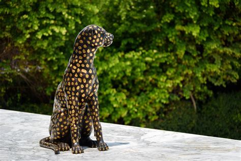 80+ Free Black Leopard & Leopard Images - Pixabay