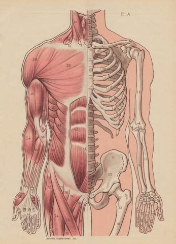 Anatomic Diagram | whereapy