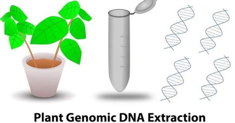 Do Plant Cells Have DNA? A Detailed Answer - The Gardeners World