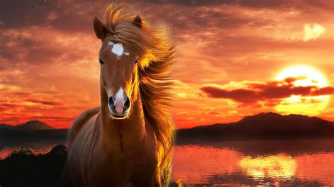 1920X1080 Horse Wallpapers - Top Free 1920X1080 Horse Backgrounds - WallpaperAccess