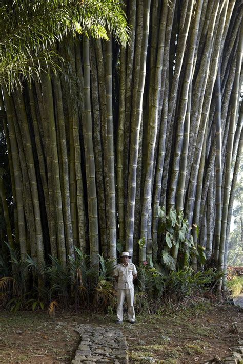 Norwood Giant Bamboo.JPG | Giant bamboo, Bamboo landscape, Bamboo tree