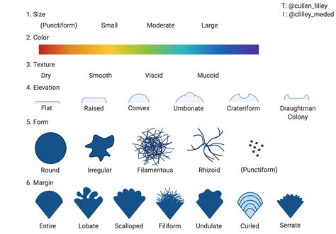 Bacterial Colony Morphologies! — PathElective