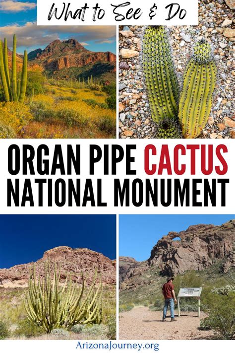 How to See Organ Pipe Cactus on the Ajo Mountain Drive