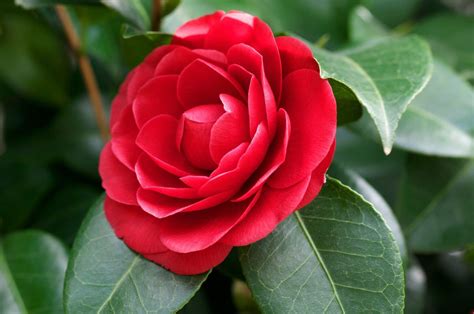 Red Camellia Plants Potted Garden Flowers Tree 50 Seeds | Etsy | Camellia plant, Flower seeds ...