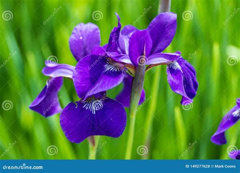 Purple Japanese Iris in the Garden at Sunrise Stock Photo - Image of iris, flowered: 149277628