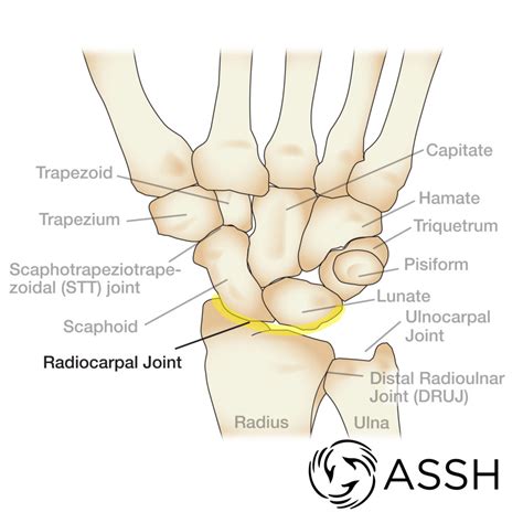 Anatomy 101: Wrist Joints | The Hand Society