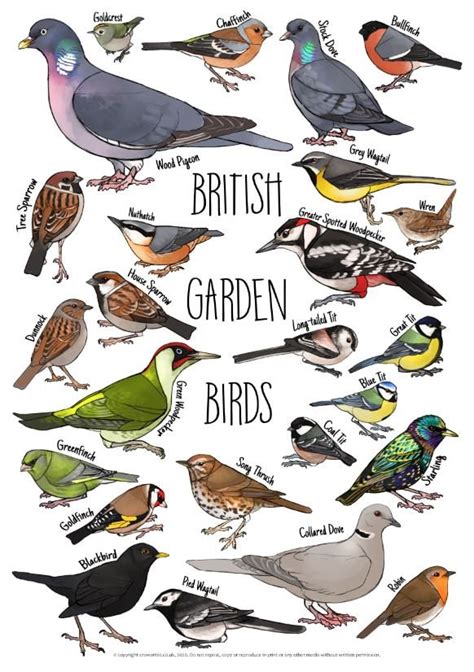 British Garden Birds Identification Chart and Illustration - Etsy UK