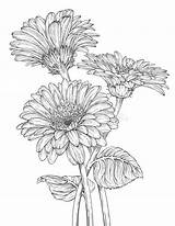 Gerbera Daisy Coloring Page Pages sketch template