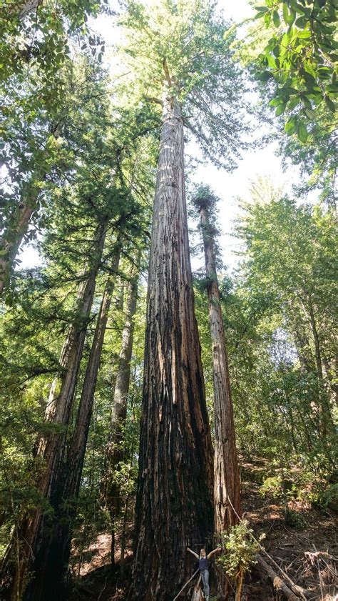 Big Basin Redwoods Photo Journal | Big basin redwoods, Big basin, Redwood