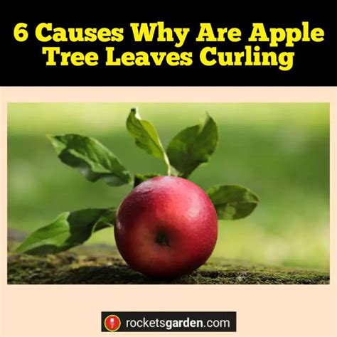 6 Causes Why Are Apple Tree Leaves Curling – Rockets Garden