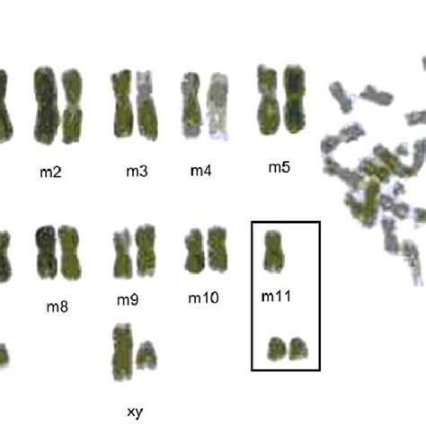 Karyotype of M. oeconomus Pall. with aneuploid chromosome set (2n ¼... | Download Scientific Diagram