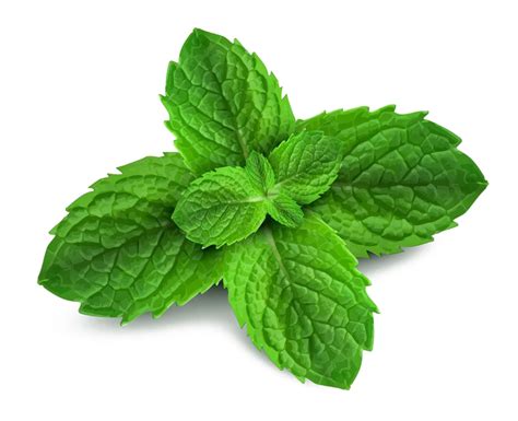 Peppermint PNG Transparent Images | PNG All