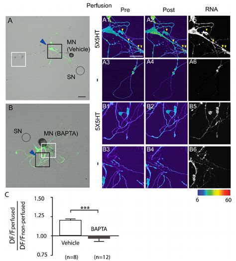 Calcium signaling in motor neuron is required for 5HT-induced ...